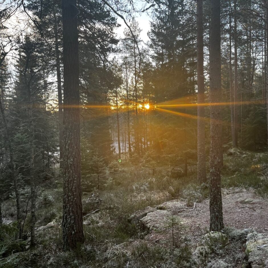 Lite sol om vinteren